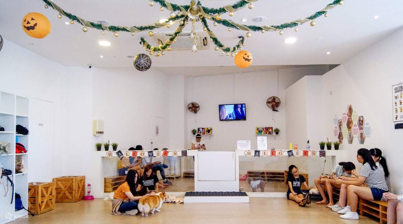 Dog cafe bugis hotsell